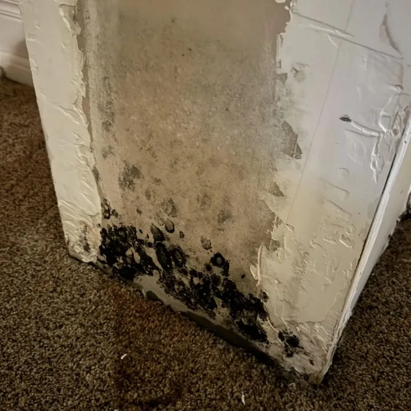 Professional Mold Removal in Seven Lakes, NC